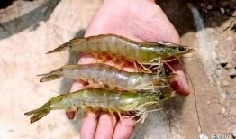 养殖对虾爆料方法视频讲解,视频讲解揭秘高效养殖技巧