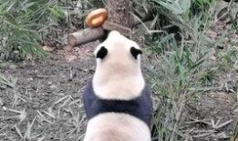 熊猫奥莉奥爆料视频,揭秘萌宠日常与趣味瞬间